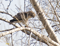 Red tailed Hawk